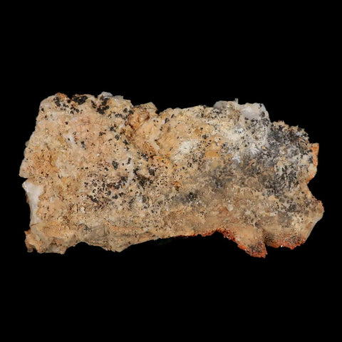 5.9" Sparkly Orange Vanadinite Crystals White Barite Blades Mineral Mabladen Morocco - Fossil Age Minerals