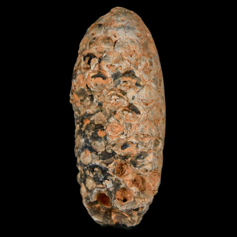 1.9" Fossil Pine Cone Equicalastrobus Replaced By Agate Eocene Age Seeds Fruit - Fossil Age Minerals