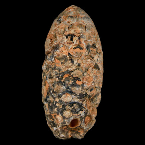 1.9" Fossil Pine Cone Equicalastrobus Replaced By Agate Eocene Age Seeds Fruit - Fossil Age Minerals