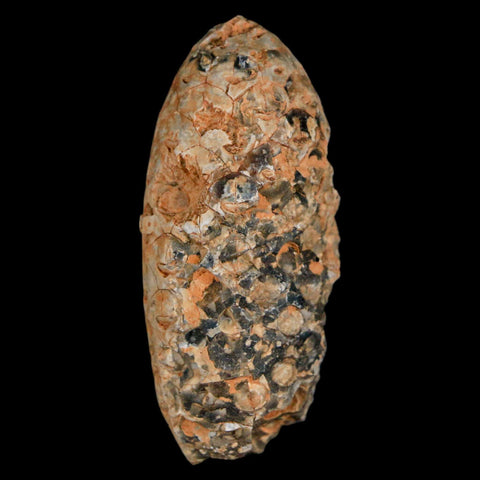 1.9" Fossil Pine Cone Equicalastrobus Replaced By Agate Eocene Age Seeds Fruit - Fossil Age Minerals