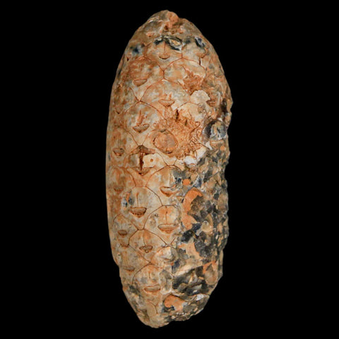 1.9" Fossil Pine Cone Equicalastrobus Replaced By Agate Eocene Age Seeds Fruit - Fossil Age Minerals