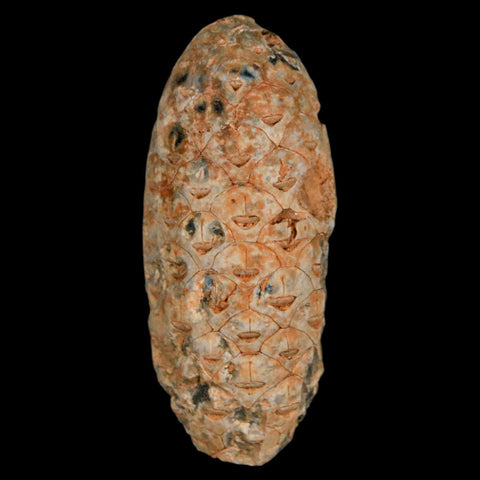 1.9" Fossil Pine Cone Equicalastrobus Replaced By Agate Eocene Age Seeds Fruit - Fossil Age Minerals