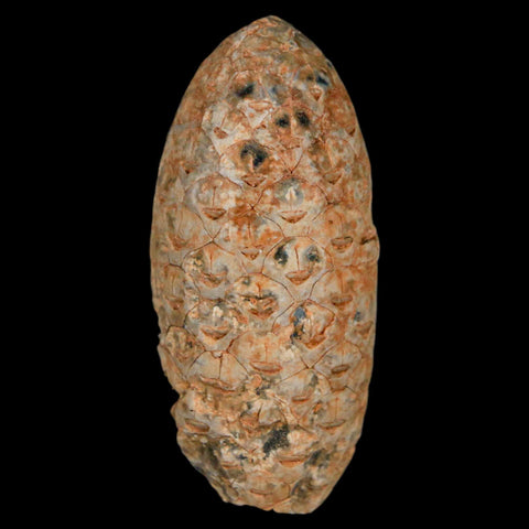 1.9" Fossil Pine Cone Equicalastrobus Replaced By Agate Eocene Age Seeds Fruit - Fossil Age Minerals