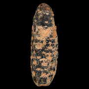 XL 2.1" Fossil Pine Cone Equicalastrobus Replaced By Agate Eocene Age Seeds Fruit