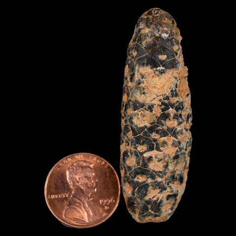 XL 2.1" Fossil Pine Cone Equicalastrobus Replaced By Agate Eocene Age Seeds Fruit - Fossil Age Minerals