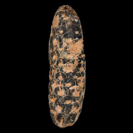 XL 2.1" Fossil Pine Cone Equicalastrobus Replaced By Agate Eocene Age Seeds Fruit