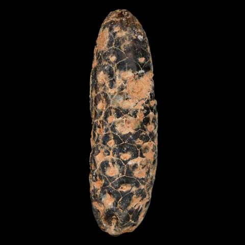 XL 2.1" Fossil Pine Cone Equicalastrobus Replaced By Agate Eocene Age Seeds Fruit - Fossil Age Minerals