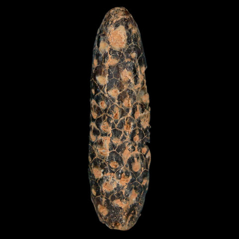 XL 2.1" Fossil Pine Cone Equicalastrobus Replaced By Agate Eocene Age Seeds Fruit - Fossil Age Minerals