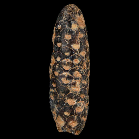 XL 2.1" Fossil Pine Cone Equicalastrobus Replaced By Agate Eocene Age Seeds Fruit - Fossil Age Minerals