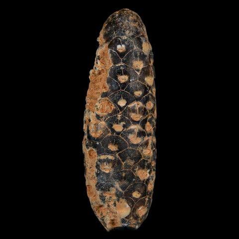 XL 2.1" Fossil Pine Cone Equicalastrobus Replaced By Agate Eocene Age Seeds Fruit - Fossil Age Minerals