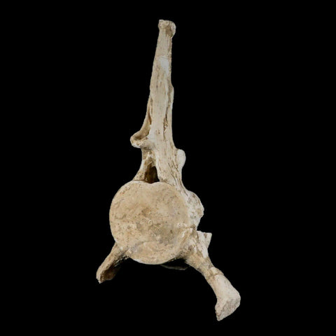 8" Plesiosaur Fossil Vertebrae Cretaceous Dinosaur Era Zarafasaura Elasmosaurus COA - Fossil Age Minerals