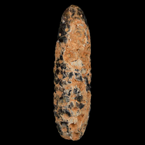 XL 2.1" Fossil Pine Cone Equicalastrobus Replaced By Agate Eocene Age Seeds Fruit - Fossil Age Minerals