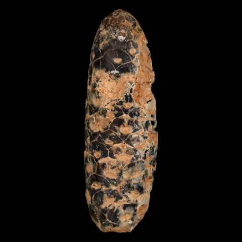 XL 2.1" Fossil Pine Cone Equicalastrobus Replaced By Agate Eocene Age Seeds Fruit - Fossil Age Minerals