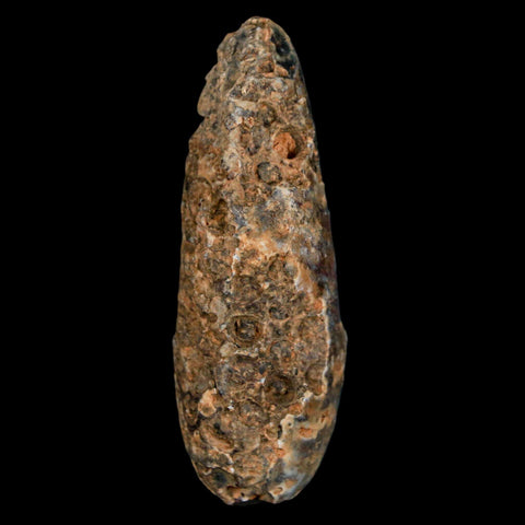 XXL 2.4" Fossil Pine Cone Equicalastrobus Replaced By Agate Eocene Age Seeds Fruit - Fossil Age Minerals