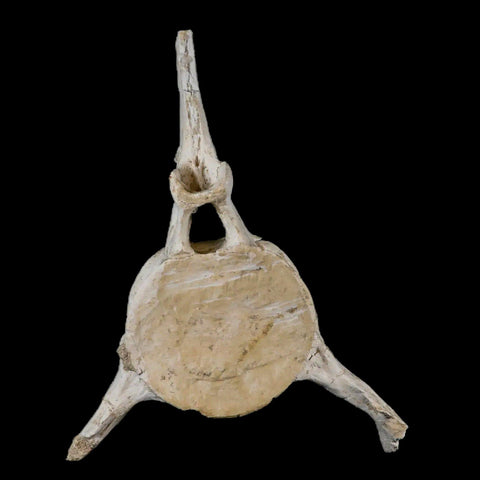 7" Plesiosaur Fossil Vertebrae Cretaceous Dinosaur Era Zarafasaura Elasmosaurus COA - Fossil Age Minerals