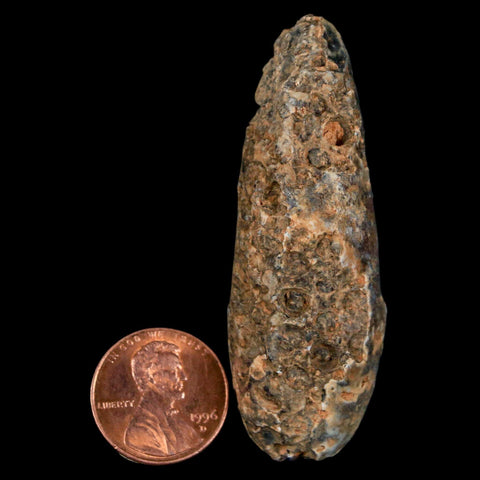 XXL 2.4" Fossil Pine Cone Equicalastrobus Replaced By Agate Eocene Age Seeds Fruit - Fossil Age Minerals