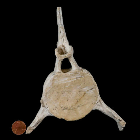 7" Plesiosaur Fossil Vertebrae Cretaceous Dinosaur Era Zarafasaura Elasmosaurus COA - Fossil Age Minerals