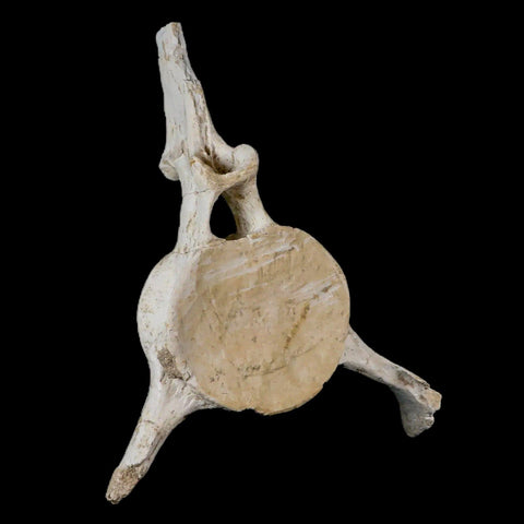 7" Plesiosaur Fossil Vertebrae Cretaceous Dinosaur Era Zarafasaura Elasmosaurus COA - Fossil Age Minerals