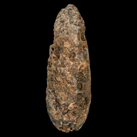 XXL 2.4" Fossil Pine Cone Equicalastrobus Replaced By Agate Eocene Age Seeds Fruit