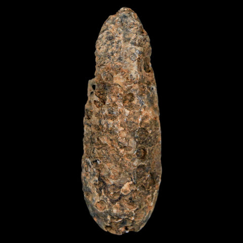 XXL 2.4" Fossil Pine Cone Equicalastrobus Replaced By Agate Eocene Age Seeds Fruit - Fossil Age Minerals