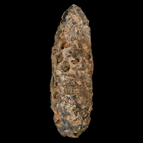 XXL 2.4" Fossil Pine Cone Equicalastrobus Replaced By Agate Eocene Age Seeds Fruit - Fossil Age Minerals