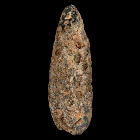 XXL 2.4" Fossil Pine Cone Equicalastrobus Replaced By Agate Eocene Age Seeds Fruit - Fossil Age Minerals