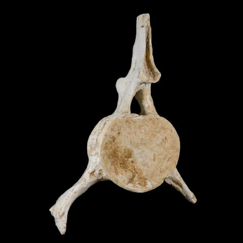 7" Plesiosaur Fossil Vertebrae Cretaceous Dinosaur Era Zarafasaura Elasmosaurus COA - Fossil Age Minerals