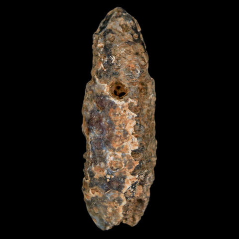 XXL 2.4" Fossil Pine Cone Equicalastrobus Replaced By Agate Eocene Age Seeds Fruit - Fossil Age Minerals