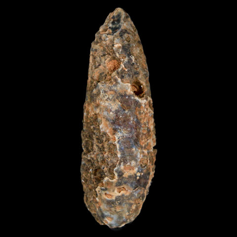 XXL 2.4" Fossil Pine Cone Equicalastrobus Replaced By Agate Eocene Age Seeds Fruit - Fossil Age Minerals