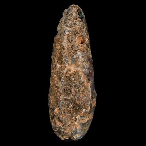 XXL 2.4" Fossil Pine Cone Equicalastrobus Replaced By Agate Eocene Age Seeds Fruit - Fossil Age Minerals