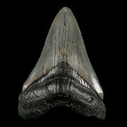 2.8" Quality Megalodon Shark Tooth Serrated Fossil Natural Miocene Age COA