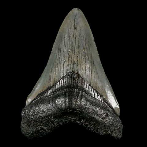 2.8" Quality Megalodon Shark Tooth Serrated Fossil Natural Miocene Age COA - Fossil Age Minerals