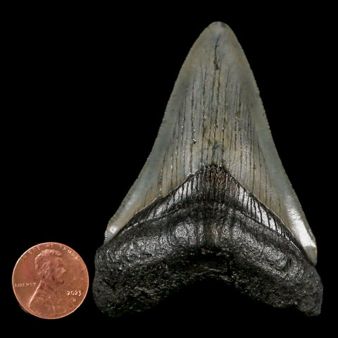 2.8" Quality Megalodon Shark Tooth Serrated Fossil Natural Miocene Age COA - Fossil Age Minerals