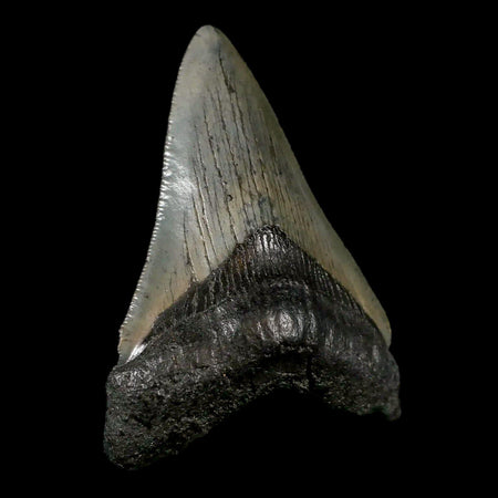 2.8" Quality Megalodon Shark Tooth Serrated Fossil Natural Miocene Age COA