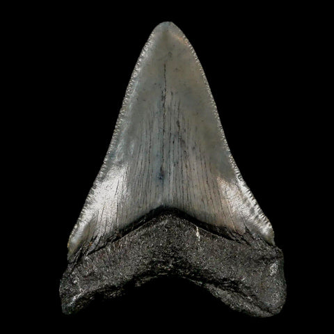 2.8" Quality Megalodon Shark Tooth Serrated Fossil Natural Miocene Age COA - Fossil Age Minerals