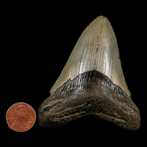 3" Quality Megalodon Shark Tooth Serrated Fossil Natural Miocene Age COA - Fossil Age Minerals