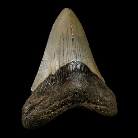 3" Quality Megalodon Shark Tooth Serrated Fossil Natural Miocene Age COA