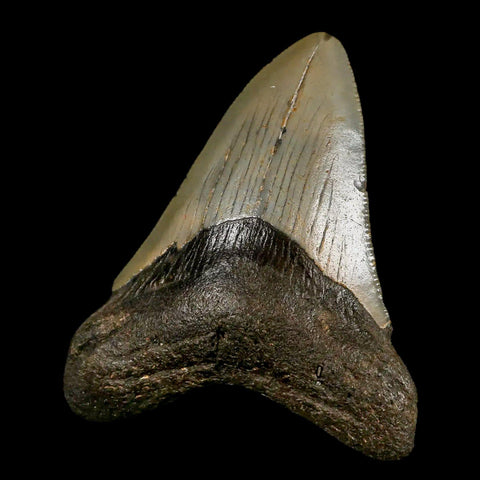 3" Quality Megalodon Shark Tooth Serrated Fossil Natural Miocene Age COA - Fossil Age Minerals