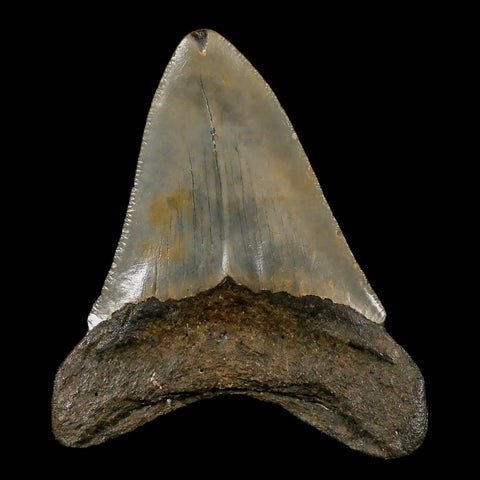 3" Quality Megalodon Shark Tooth Serrated Fossil Natural Miocene Age COA - Fossil Age Minerals