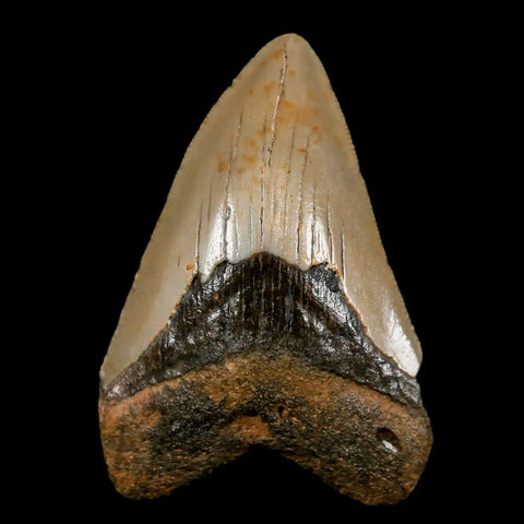 3" Quality Megalodon Shark Tooth Serrated Fossil Natural Miocene Age COA - Fossil Age Minerals