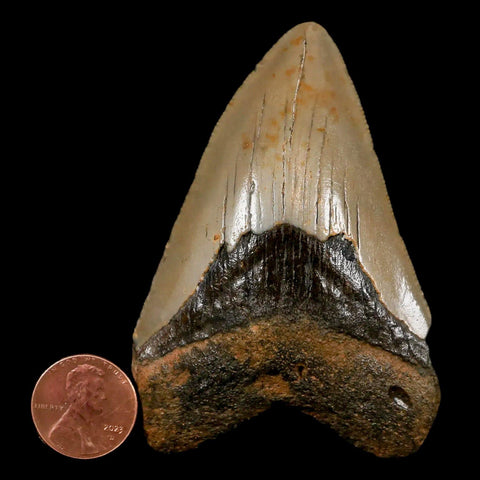 3" Quality Megalodon Shark Tooth Serrated Fossil Natural Miocene Age COA - Fossil Age Minerals