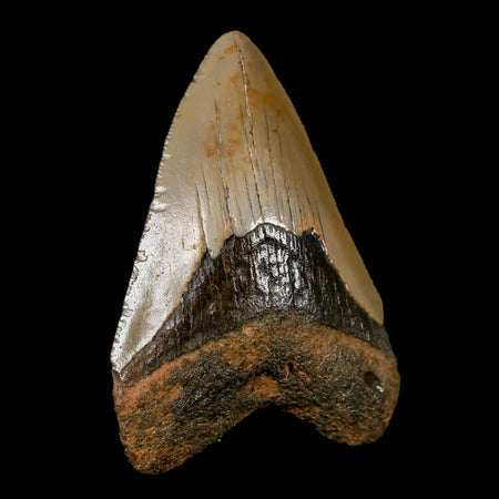 3" Quality Megalodon Shark Tooth Serrated Fossil Natural Miocene Age COA