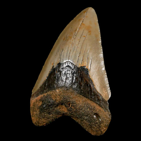 3" Quality Megalodon Shark Tooth Serrated Fossil Natural Miocene Age COA - Fossil Age Minerals