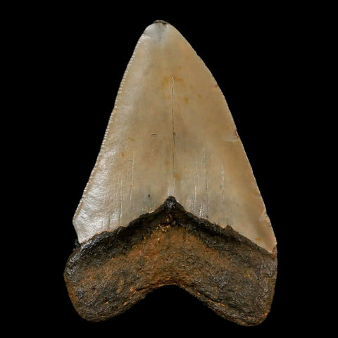 3" Quality Megalodon Shark Tooth Serrated Fossil Natural Miocene Age COA - Fossil Age Minerals