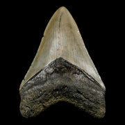 3.2" Quality Megalodon Shark Tooth Serrated Fossil Natural Miocene Age COA