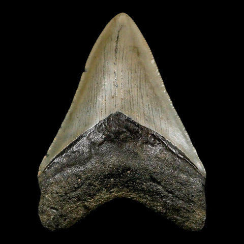 3.2" Quality Megalodon Shark Tooth Serrated Fossil Natural Miocene Age COA - Fossil Age Minerals