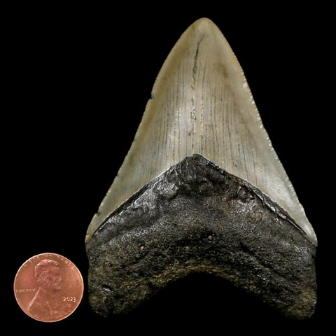 3.2" Quality Megalodon Shark Tooth Serrated Fossil Natural Miocene Age COA - Fossil Age Minerals