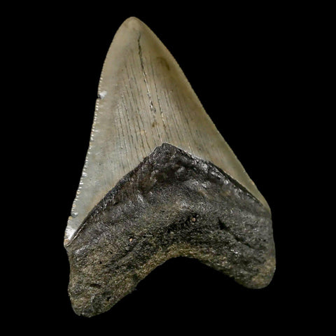 3.2" Quality Megalodon Shark Tooth Serrated Fossil Natural Miocene Age COA - Fossil Age Minerals