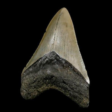 3.2" Quality Megalodon Shark Tooth Serrated Fossil Natural Miocene Age COA - Fossil Age Minerals