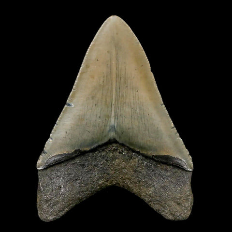 3.2" Quality Megalodon Shark Tooth Serrated Fossil Natural Miocene Age COA - Fossil Age Minerals